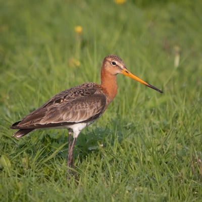 Gewoon een lekker lente plaatje. Grutto in het ochtendzonnetje in het groene gras