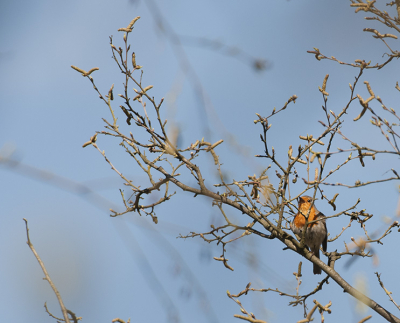 Tijdens een wandeling aan de rand van het natuurgebied de grote peel (ivm met broedseizoen kon ik het gebied niet in) zag ik deze vriendelijke roodborst in de boom zitten.
