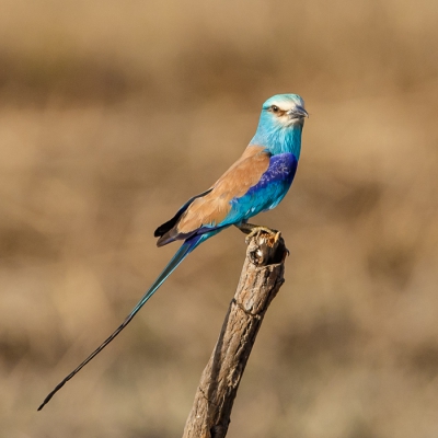 Op het ,,vliegveld" bij Tendabe kwam ik deze scharelaar tegen in een leeg veld met alleen 1 paaltje waar hij rustig op bleef zitten.