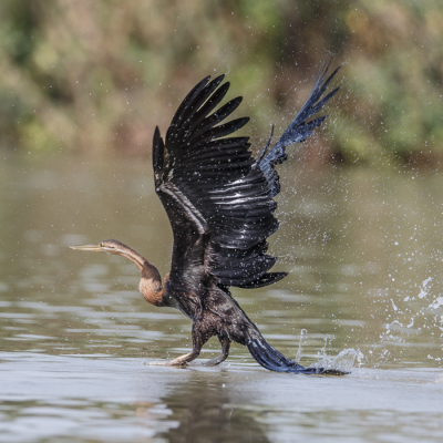 Van uit een bootje uit de hand heb ik verschillende opnames van deze slangenhalsvogel kunnen maken. altijd moeilijk om een keuze te maken.