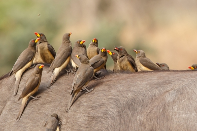 Ik denk niet dat dit beest nog ergens ongedierte heeft zitten, is bijna niet mogelijk met zo'n aantal ossenpikkers