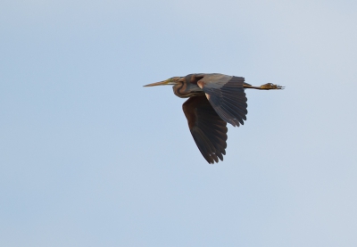 Mooie soort is de purperreiger, voor het eerst gefotografeerd deze vogel vliegend.