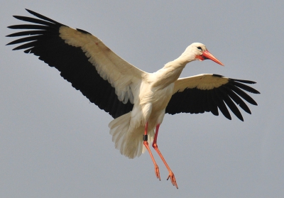 Deze ooievaar kwam prachtig aanvliegen en zette elegant de landing in.