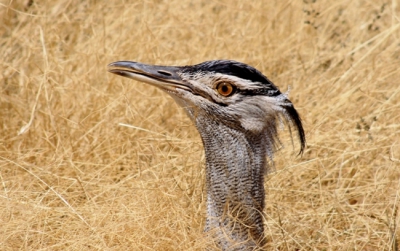 Op zomervakantie in Tanzania gemaakt. Deze Koritrap zat rustig pal langs de weg met alleen zijn kop uit het gras stekend. Echt een prachtige vogel om gezien te hebben!