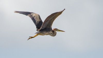 Deze purperreiger steeg onverwacht op uit een rietkraag. Prachtige reiger om te zien. Eerste keer dat ik er een ben tegengekomen.