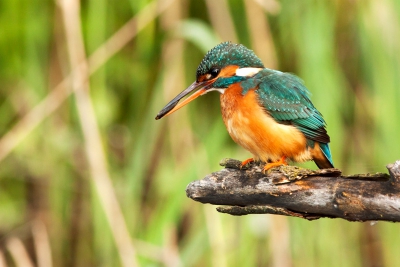 Zelfde plek als Dodaars. Ik weet dat het de zoveelste ijsvogel op de tak is maar het is mijn eerste en hem te zien vissen voor de tent en op 5 meter zijn visje opeten was een dream come true :-). Ik hoor graag kritiek!