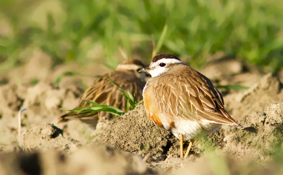 Foto 2: Maar natuurlijk is het leuk om zo'n mooie nel (vooral de vrouwtjes) dichterbij te krijgen. Dan tijger je door het land er naar toe. Goed opletten of ze alert worden, dan moet je stoppen. Tot ze weer aan je gewend zijn. En zo steeds een stukje verder... Hier een foto vanaf een metertje of 10. Een mooie frontale foto is me niet gelukt, maar met deze vind ik ook mooi!

Groet! Martijn
(www.kijkopvogels.nl)