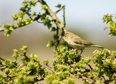 Klinkt in het bosrijke binnenduin vooral de zang van de nauwverwante Tjitjaf, naarmate het duin opener wordt is het lieflijk weemoedige liedje te horen van de Fitis.