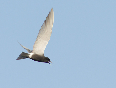 De zwarte sterns zijn weer terug in de Zouweboezem. Vanmorgen kon ik het niet laten voor mijn werk eerst even de Zouweboezem in te duiken. Zie mijn blog voor het hele verhaal: http://www.kijkopvogels.nl/zouweboezem-2013/
(klik op de fotos om ze in groot formaat te bekijken)

Groet! Martijn