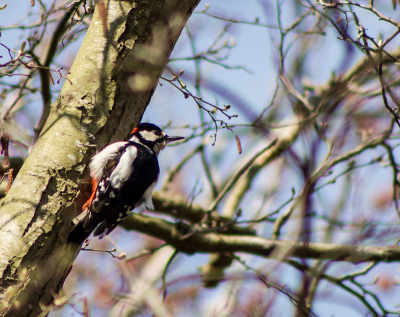 Rond deze rijd is de drummer van het bos nadrukkelijk aanwezig. Voortdurend aan het roffelen op takken om z'n territorium en paarband te versterken. Hier nam ie tussen het drummen door heel even de tijd om te poseren op een leunende boom.