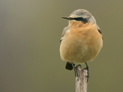 Een week in Duitsland geweest. veel Zwarte Roodstaarten, Rode Wouwen en anderen vogels gezien maar steets te ver voor te fotograferen. Alleen deze Tapuit bleef keurig stil zitten toen ik langzaam met de auto steets iets dichterbij kwam.