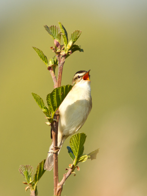 De zangkampioen van de Zouweboezem op dit moment!

Zie mijn blog voor het hele verhaal: http://www.kijkopvogels.nl/zouweboezem-2013/
(klik op de fotos om ze in groot formaat te bekijken)

 Groet! Martijn