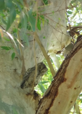 Al decennia lang elke vakantie gehoord, en natuurlijk nooit gezien. Tot vorige week, in een eucalyptusbosje langs de weg, iets ten noorden van Kalloni: puur geluk!