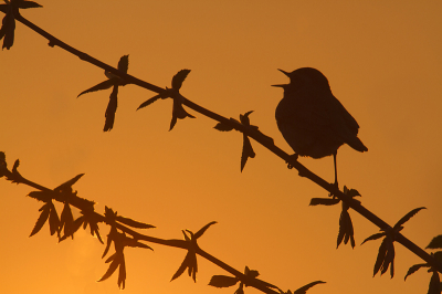 Deze blauwborst heb ik al in vele settings kunnen fotograferen, maar deze vind ik toch wel een van de mooiste. Net voordat de zon onder was ging hij even tussen mij en de zon zitten zingen.