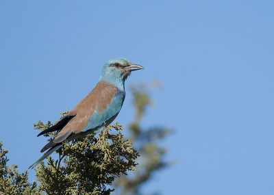 Op het einde van een schitterende dag vogels kijken, zagen we deze scharrelaar zitten. Behoedzaam de wagen gestopt, en vanuit het raam de eerste foto's genomen. Het beest leek op zijn gemak ... en het was inderdaad zo ... na een tijdje kon ik zelfs uit de wagen komen en vrij dicht komen. Zelfs toen ik wegging, bleef hij me gewoon verder bekijken vanuit zijn rustplaats.