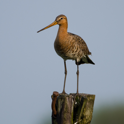 Een grutto op een paal in de vroege avondzon. Hij zat in goed licht, op een oerhollandse verrotte hekpaal, en hij zag geen kwaad in het naderende ding op vier wielen. Deze kon ik van hem maken.