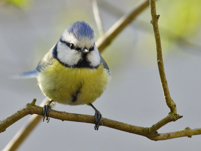 Als voorbereiding voor een bezoek aan Helgoland, ben ik aan het oefenen in de tuin. Deze Pimpelmees lijkt een punkkopje te hebben (of hebben ze dit allemaal).