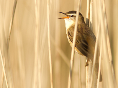 Gewacht tot de rietzanger op een enigszins open stukje in het riet zingend omhoog langs kwam. Karakteristiek plaatje met een mooi stukje rugpartij in beeld. 

Groet! Martijn

(zie ook: www.kijkopvogels.nl)