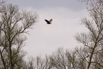 Tijdens een regenachtige dag in de Biesbosch heb ik deze zeearend in de vlucht kunnen fotograferen.De afstand was een 60/70m.Het was de eerste keer dat ik deze vogel in het wild in Nederland heb gezien.