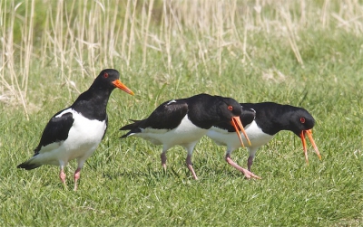 op een landweg is een paartje in conflict met een indringer.
later zouden ze elkaar in de haren vliegen.