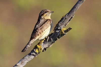Eurasian Wryneck is one of the birds which we can photograph from our photo tower.
In this day the Wryneck  was very active.