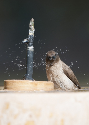 Bij het fonteintje aan ons verblijf kwamen enkele Buulbuuls zich verfrissen. Ik vond het een leuk schouwspel, en wou wat beweging in mijn foto krijgen. Benieuwd wat de birdpixers hier van vinden ...