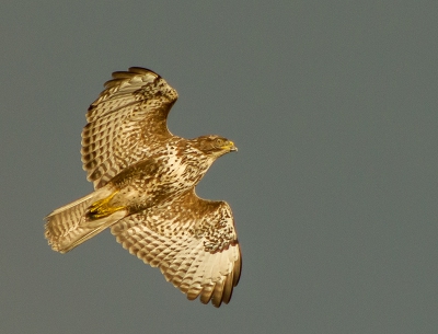 Ondanks de regen toch richting de kust gereden. Daar aangekomen trokken de buien weg naar het binnenland en kwam de zon door. Met een donderwolk op de achtergrond en het zonlicht op z'n buik kon ik deze Buizerd, die door een vervelende zwarte kraai werd weggejaagd, op de gevoelige plaat leggen.