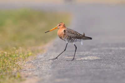 Deze Grutto stak ineens de weg over met de wind in zijn rug (kont)
Door de zeer geringe scherptediepte komt de vogel mooi los v.d achtergrond zonder heel plat te ogen.
Wat een heerlijk objectief (500mm) is dit toch.