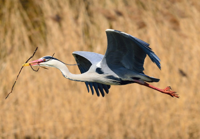 Deze Reiger was voortdurend bezig met het takkentransport.
Hij vloog alleen lang niet altijd mooi voor de hut langs tot die ene keer.