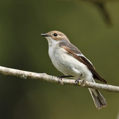 aan de rand van het bos vlakbij ons huisje kreeg ik deze bonte vliegenvanger voor de lens.