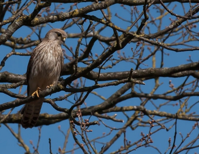 Met toeval land deze vlak voor mij in een boom.
Genomen met de canon eos 40D met sigma 300mm lens.