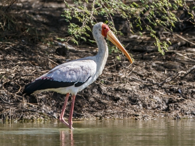 Aan de oever in het Djoudj park, waar veel vogels zaten waaronder deze afrikaanse nimmerzat