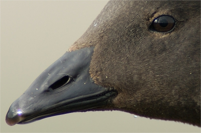 close-up van een Rotgans. Vandaag bleven ze rustig zitten

nikon d2h 600mm f4 afi + tc 1,4 met statief