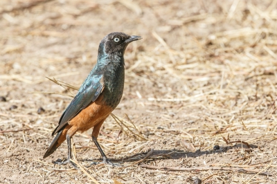 Langs de weg in Senegal zagen wij deze starlings, met wat geduld kwamen ze dichterbij, hebben ze naderhand niet meer gezien.