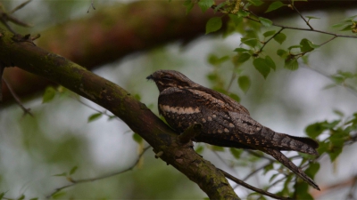 Liep rond over de paadjes door de heide, toen opeens deze vogel uit het niets opvloog, snel met mijn Camera eropaf en een mooie foto kunnen maken. snel erna vloog hij verder.