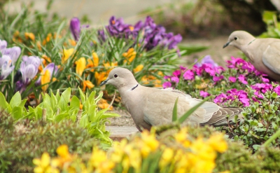 De eksters zijn een ramp voor de broedende vogels in onze buurt. Dit stelletje Tortels heeft al meerdere malen toe moeten kijken hoe hun nestje geplunderd werd. Ik zie de Tortels nog steeds paren, maar of het verstandig is om weer op dezelfde locatie te gaan broeden...? Hier lopen ze verliefd door m'n tuintje tussen de frisse voorjaarskleurtjes.