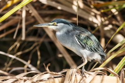 Volgens mijn boek is hij bekend onder de naam Green-backed Heron, van uit een bootje op de Gambia rivier