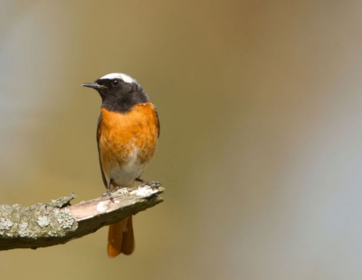 Heb een hele middag mogen genieten van de gezelschap van deze prachtig vogeltje. Ben benieuwd wat jullie er van vinden.
