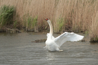 Een Knobbelzwaan slaat zijn vleugels even uit na het badderen. Gemaakt tijdens een excursie door de Oostvaardersplassen