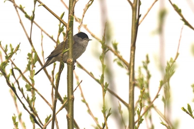 even geleden zag ik de omgeving op pad met een mede vogelaar een zwartkop en wil er een foto van maken en, accu leeg dus de camera van de medevogelaar geleend en zo als nog de zwartkop op foto gezet