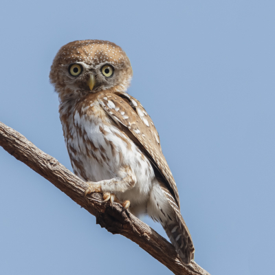 Langs de weg wat naar vogels gezocht, zaten er 2 steenuilen, die werden opgejacht door vele soorten kleine vogelsoorten.
Ze zaten zoals gewoonlijk redelijk hoog, tot ber plots er een laag voor ons ging zitten.