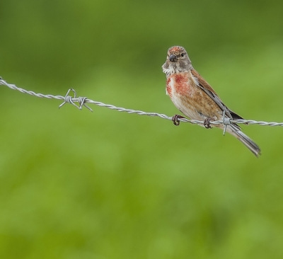 Op zoek naar de Gele Kwikstaart kwam ik deze Kneu tegen. Vogeltje bleef even mooi zitten voor de foto.