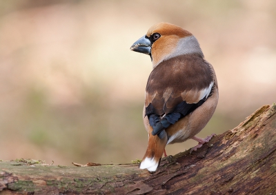 Nog maar een foto van de appelvink. Ben op het moment te druk om fotos te maken. Dus nieuwe zitten er voorlopig even niet in helaas.