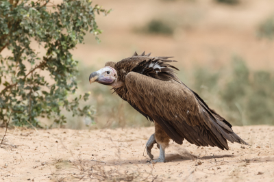 Op de weg van St louis naar Dakar, lagen er verschillende kadavers van koeien, geiten en ezels die door het verkeer zijn overreden, en daar loop je de kans om deze grote vultures tegen komen