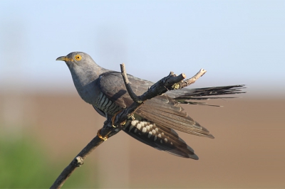 Only 2 seconds after this shot male golden oriole attacked the cuckoo trying to expel from its territory. 
Cuckoo is one of the birds which we can photograph from our photo tower.