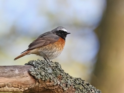 Vanmorgen vroeg op het fietspad naar Bakkum door de duinen liet de gekraagde roodstaart zich goed bekijken.