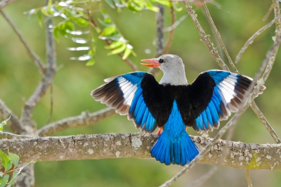 Al 2 dagen zijn 3 mannelijke Grijskopijsvogels met een hoop kabaal "indruk" op elkaar aan het maken. Ze vliegen van boom naar boom, gaan daar mooi zitten en laten de binnenkant van hun vleugels aan de "tegenstander" zien. Deze komt dan vervolgens de "mooizitter" wegjagen en gaat dan hetzelfde doen. Een mooi schouwspel, lastig vast te leggen (verkeerd licht, teveel takken in de omgeving etc.) Zelf verklaar ik dit als "territoriumgedrag", maar misschien is dit niet zo en kan een van jullie mij vertellen wat het wel is.