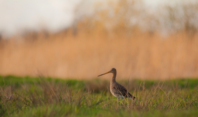 Grutto in een landschapje, Een keer in een wat bredere opzicht, gemaakt met bewolkt weer