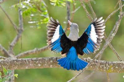 Met dank aan alle commentaren op de eerder geplaatste foto, waarbij de Grijskopijsvogel met zijn vleugels "open" zat te "kwetteren", hierbij een foto van het moment dat hij het werkelijk uitschreeuwt met zijn bek wijd open en met zijn vleugels zo "hoog" mogelijk aan het wapperen is. Omgeving (takken) en licht lastig.