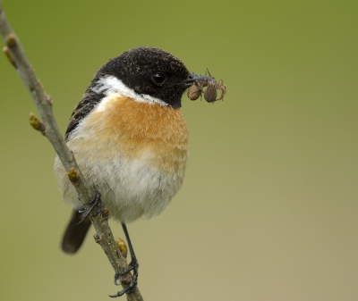 Na een week vakantie in zeeland direct maar even de vaste plekjes opgezocht vlakbij huis, na een week ken je de natuur niet weer, alles lekker groen en fris. Veel vogels waren erg druk met het vangen van lekkere hapjes voor de jongen, dit mannetje roodborsttapuit vloog af en aan met spinnetjes rupsen en larven.